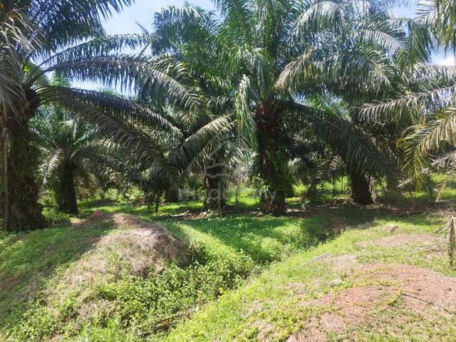 Oil Palm & Rubber Plantation For Sale 1