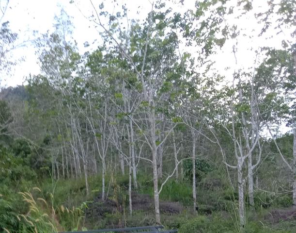 kebun getah  1