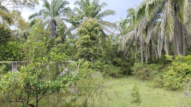 Tanah Kg Ubai Untuk dijual 1