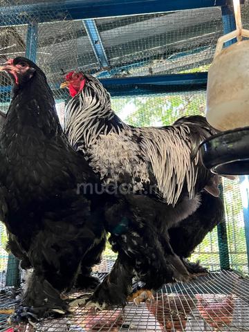 ayam brahma  - photo 4 of 6