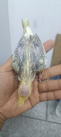 Carousel Image