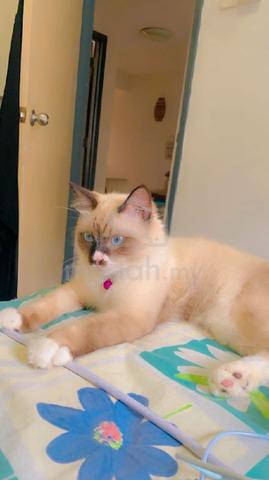 ragdoll male cat for sale Pets for sale in Gombak Kuala Lumpur