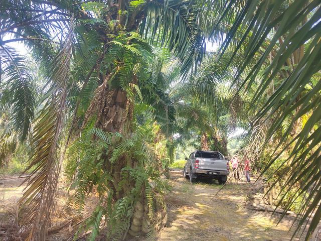 Tanah kebun sawit dekat 5 ekar Sg Rambai 1