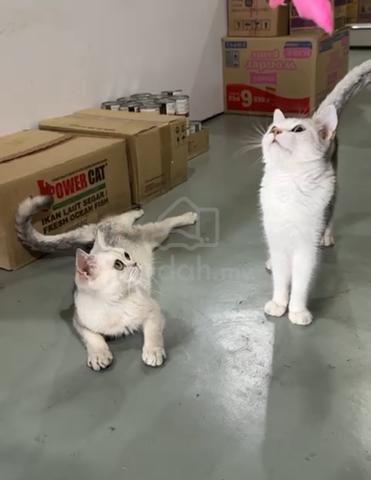 Carousel Image
