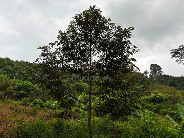 Kg Renal, Mukim Ulu Klawang, Jelebu, Negeri Sembilan 1