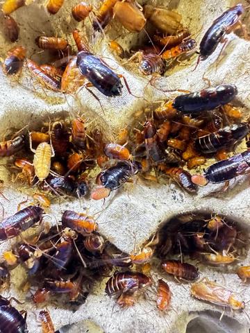 Turkestan Cockroach / Red Runner Roach / 樱桃红蟑螂 - Pets for sale in Bukit ...