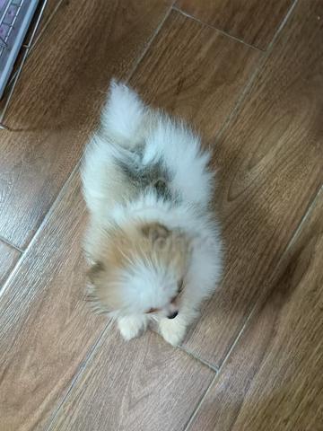 Pomeranian  - photo 4 of 6