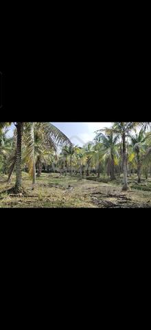Tanah berserta hasil pokok kelapa untuk disewakan 5