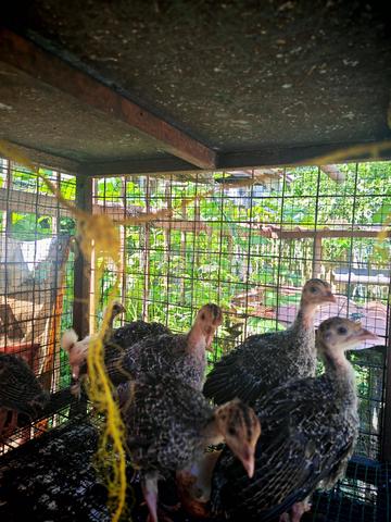 Anak Belanda / Turkey  - photo 4 of 4
