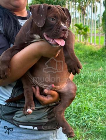 Carousel Image