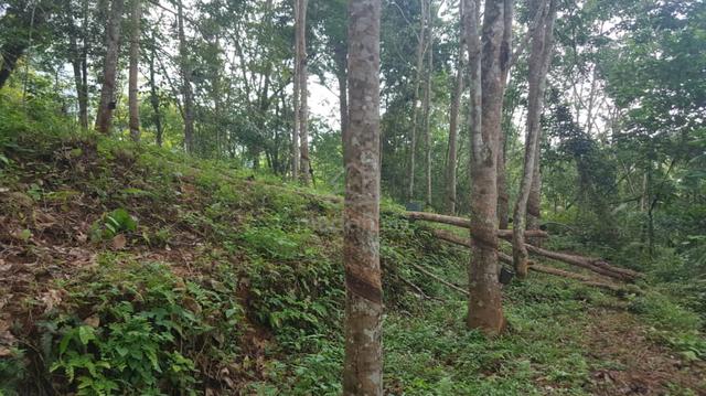 Kebun Getah untuk Di Jual atau Di Toreh 1