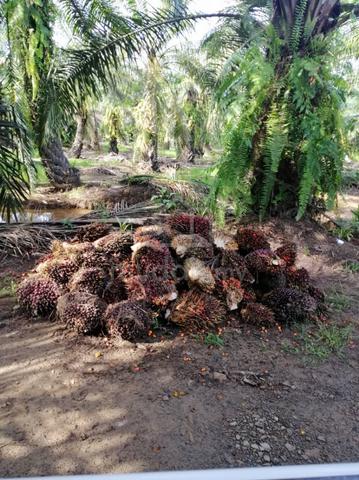 100% Flat Oil Palm Plantation Land for Sell 1