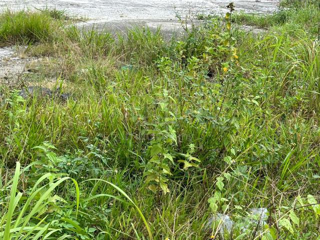 1 acre+ Agri land slope suit for villa Janda Baik, Bukit Tinggi 1