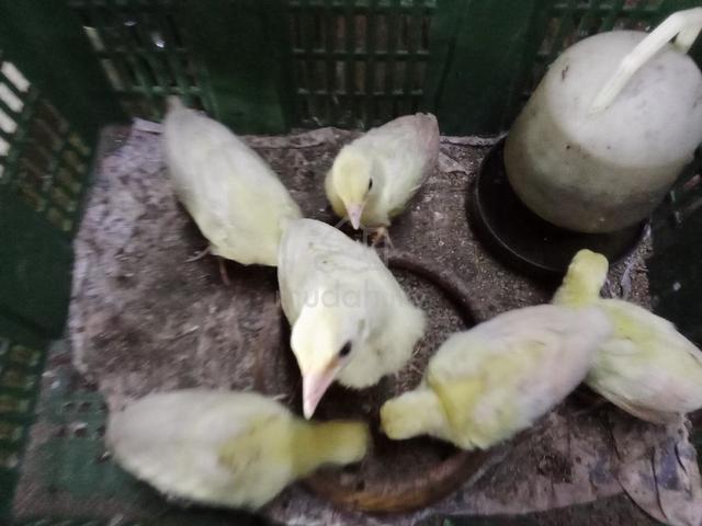 Anak burung merak putih - Pets for sale in Kuala Kangsar, Perak