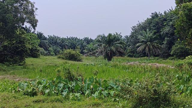Land For Sale – Padang Serai 🌿 🐄 Suitable for Agriculture & Livestoc 1
