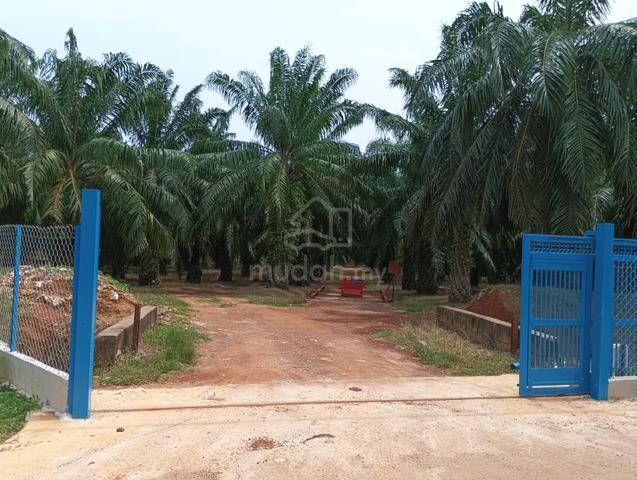FREEHOLD NON BUMI LOT 2 Combining Agriculture Land Bedong For Sale 1