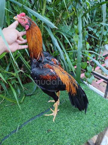Anak muda  - photo 4 of 6