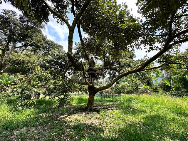 Bentong Durian Orchard 4.7 Acres Freehold – 160 Trees, Easy Access 1