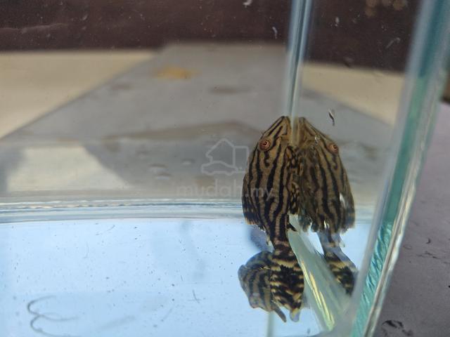 Pleco L190 - photo 5 of 6