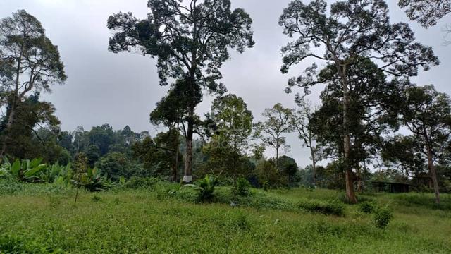 2.15 Acres Freehold Durian Farm Next To River Kuala Lipis 1