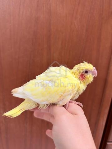 Cockatiel jinak - photo 2 of 6
