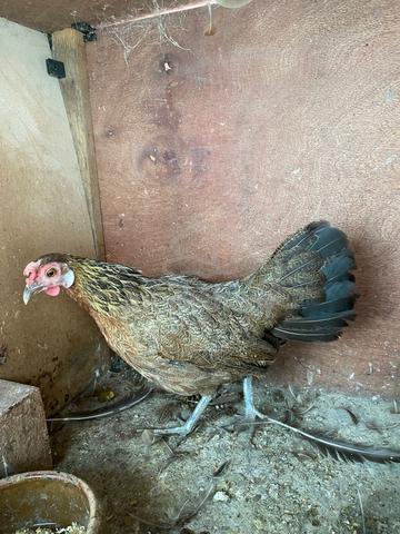 Ayam hutan betina - photo 2 of 4