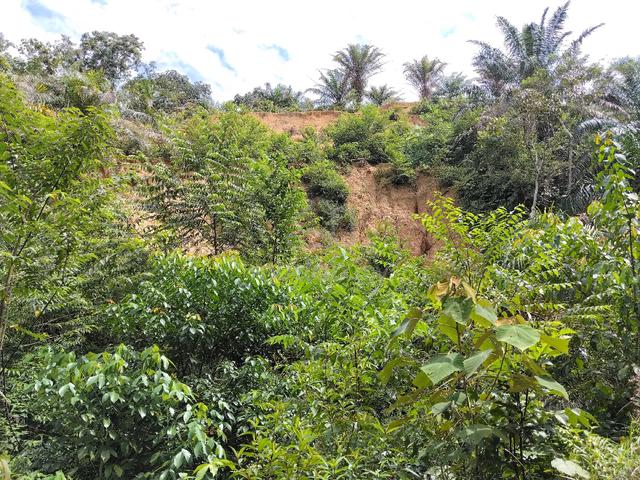 Kebun Kelapa Sawit 1