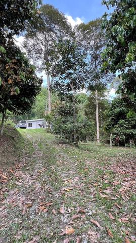 [MURAH] Hulu Langat, Dusun Tua, Tanah Dusun, Pemandangan Yang Cantik 1