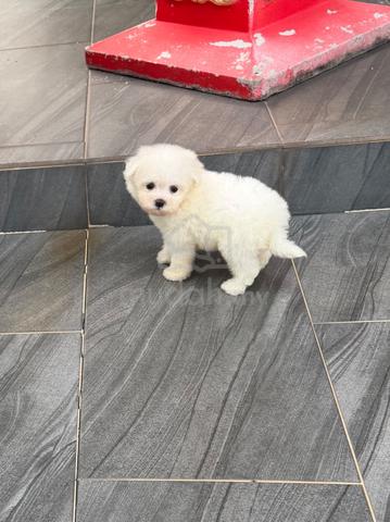 Bichon Frise puppy - photo 3 of 6