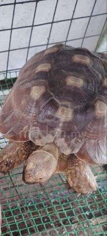 sulcata tortoise - photo 2 of 2