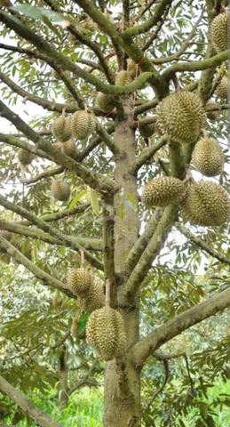 durian land at Bemban, air keroh 1