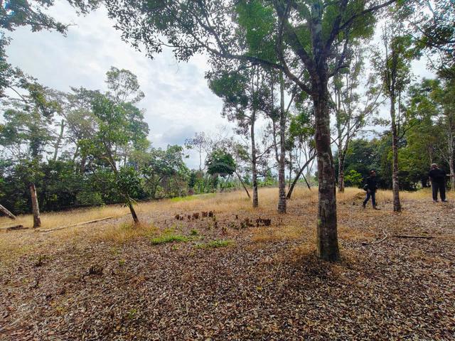 Tanah Pertanian Kota Tinggi Johor Good Value Good Investment 1