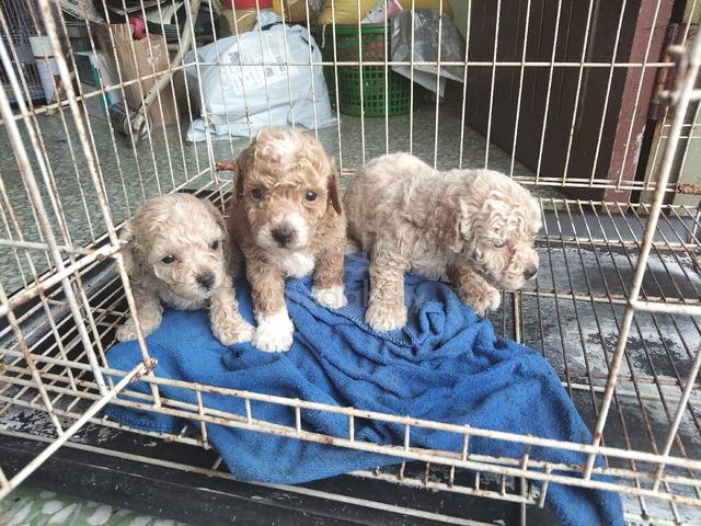 toy poodle male. small side  - photo 3 of 6