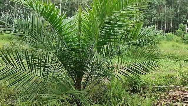 Tanah Kebun Sawit Untuk Dijual 1