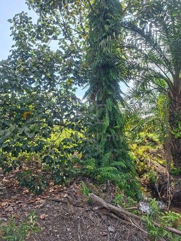Tanah Sawit 3 Ekar Untuk Dijual. 1