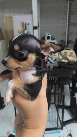 Special Offer ! Chihuahua puppy (female) - photo 5 of 5