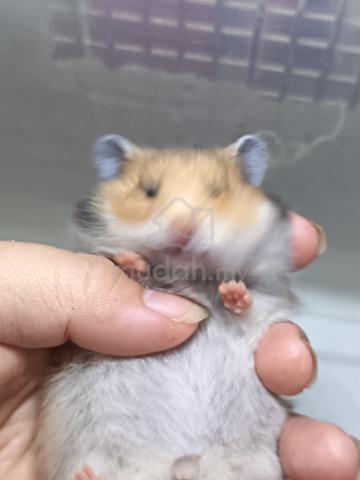 Baby hamster - photo 3 of 3