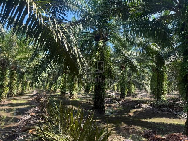 Pontian API-API Agriculture Land 22.24 Acre Reserve road 1
