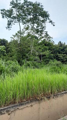 Murah ‼️Tanah Pertanian 3 Ekar ☘Paya Kubang Laka Mukim Ganchong Pekan 1