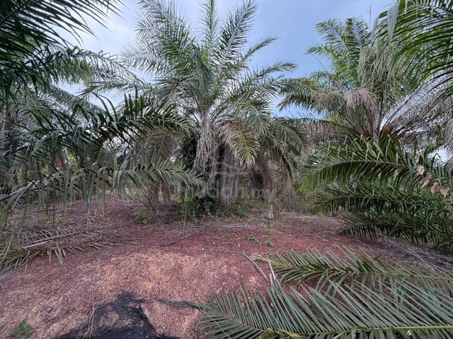 Tanah Sawit 2 Ekar Bukit Tanah Merah Segamat Johor @ For Sale 1