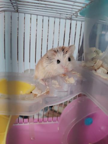 Roborovski dwarf hamster - photo 3 of 3