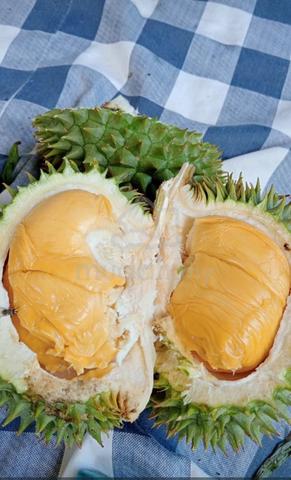 Kebun Durian 70 Pokok Bukit Kemuning Kijal 1