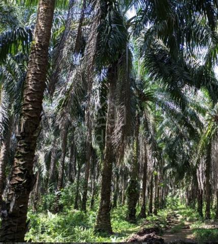 Johor Rengit Agricultural Freehold Land For Sale 1
