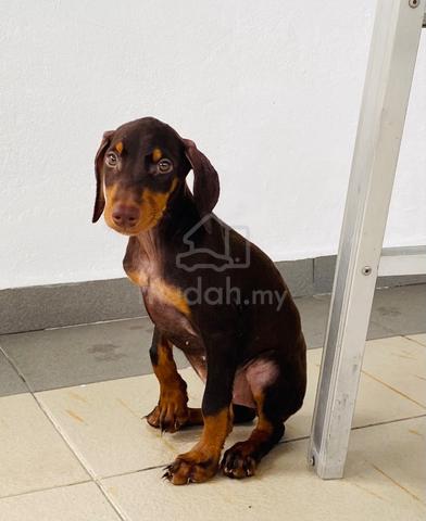 Doberman puppy - photo 4 of 4