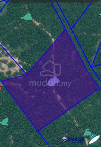 Kebun Sawit pokok muda dan Tanah Rata untuk Dijual 1