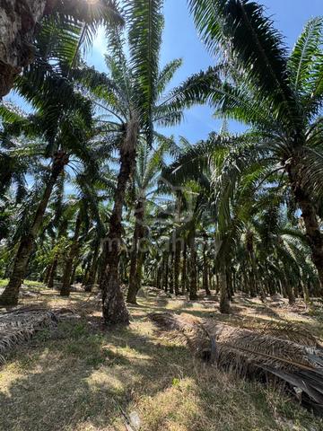 Freehold Oil Palm Land beside Taman Bata Gajah Pasir Merlimau 1