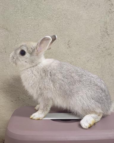 Netherland Dwarf ND mixed - photo 4 of 4