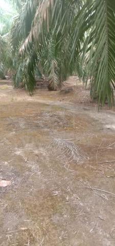 Tanah Pertanian Sawit Kg Sg Rambut Batu Pahat Johor Low Price 1