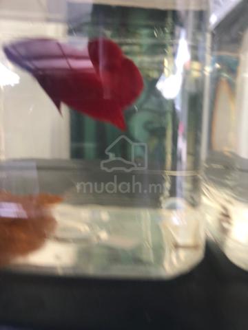 Ikan Betta - photo 3 of 3