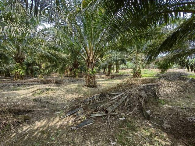 10 Acres Freehold Oil Palm Facing Main Road Tiram Buruk Tanjung Karang 1